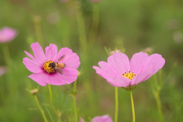 Close- up of Cosmos flower with out blur background
