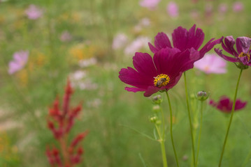 Obraz na płótnie Canvas Close- up of Cosmos flower with Blur background