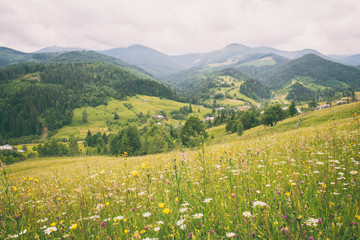 Fototapeta na wymiar Amazing view of summer alpine countryside in Carpathian mountains, nature landscape with wildflowers, motley grass and green wooded mountain range