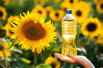 Bottle with sunflower oil in female hands against the background of blooming sunflowers