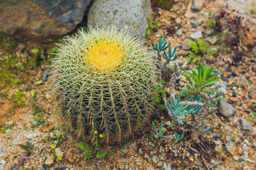 Big round cactus in a tropical park