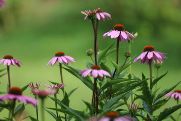Echinacea