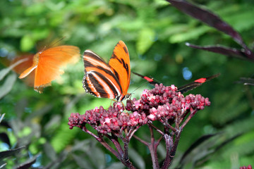 Schmetterling auf Mainau III