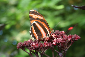 Fototapeta premium Schmetterling auf Mainau II