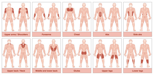 Muscle group chart - male body with the largest human muscles, divided into ten labeled cards with names and appropriate highlighted muscle groups - isolated vector illustration on white background. - obrazy, fototapety, plakaty