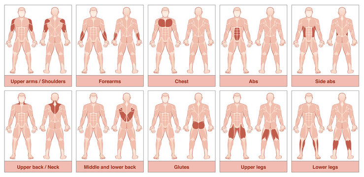 Illustration about Back projection of the human body. Showing muscle groups  that work during exercise. Exercising for…