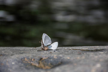 butterfly on the stone floor