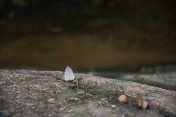 butterfly on the stone floor