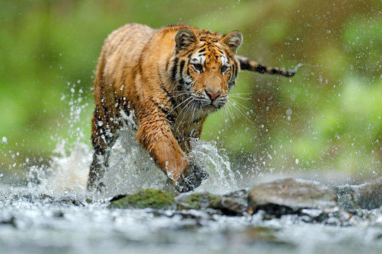 Fototapeta Tiger with splash river water. Tiger Action wildlife scene, wild cat, nature habitat. Tiger running in water. Danger animal, tajga in Russia. Animal in the forest stream. Grey Stone, river droplet.