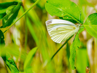 A butterfly with beautiful wings sits on a flower, eats nectar and has an interesting coloring of the wings.