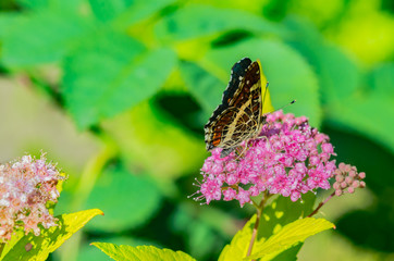 A butterfly with beautiful wings sits on a flower, eats nectar and has an interesting coloring of the wings.