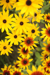piękne kolorowe słoneczniki ozdobne- lato w kwiatach