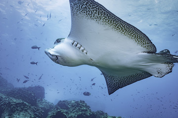 Adlerrochen, Galapagos