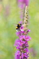 Blutweiderich mit Hummel