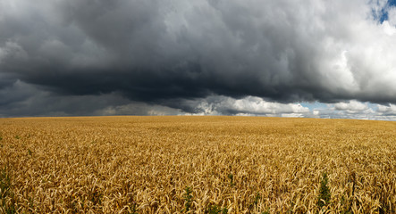 Champs de blé, Picardie 