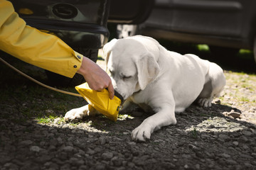junger labrador retriever hund welpe bekommt auf einem parkplatz etwas zu trinken