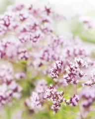 Fragrant flowers of oregano in a meadow on a summer day colorful floral background