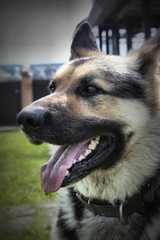 East European Shepherd