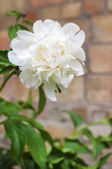 Close-up of white peony on a brick wall background