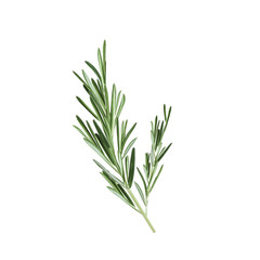 Sprig of rosemary vector illustration. Rosemary herb