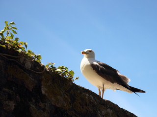 Seagull
