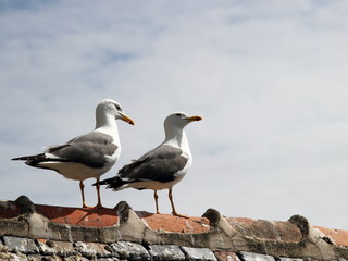 Seagulls
