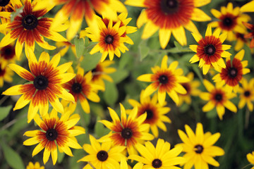 dużo pięknych kolorowych  kwiatów - słoneczniki ozdobne - obrazy, fototapety, plakaty