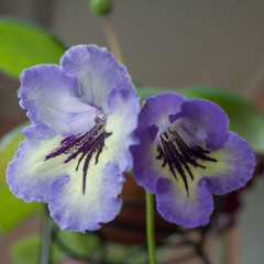 Decorum plant, beautiful Gloxinia flowers