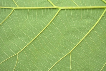Green leaf background