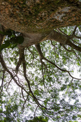 Guanacaste tree, National tree of Costa Rica