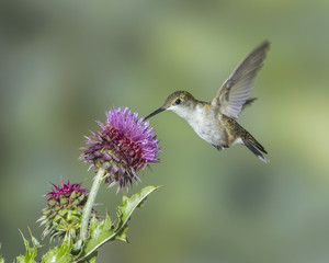 Fototapeta na wymiar Hummingbird on Thistle