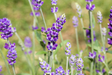 Nahaufnahme blühender Lavendel