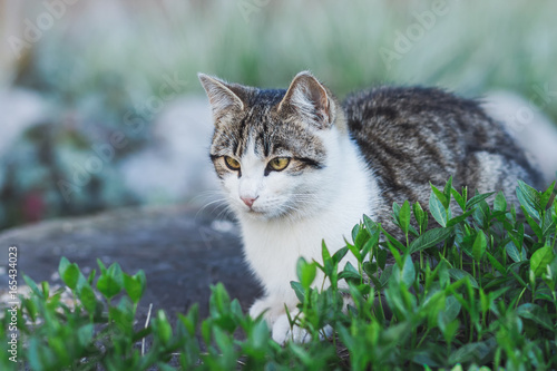White And Gray Striped Tabby Cat Sitting In A Garden Stock Photo