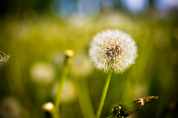 Dandelion seed outdoors in white and green colors