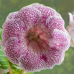 Decorum plant, beautiful tiger pink Gloxinia flower Sinningia s