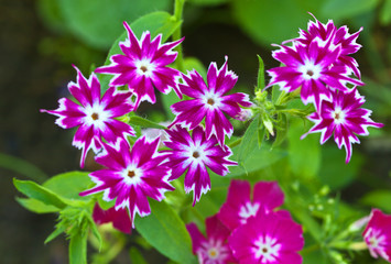 Fototapeta premium Annual flowers of Drummond's phlox called Twinkling Stars. Floral background