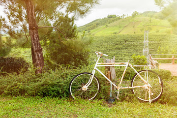 Fototapeta premium Abandon bicycle in the garden at morning time with sunlight.