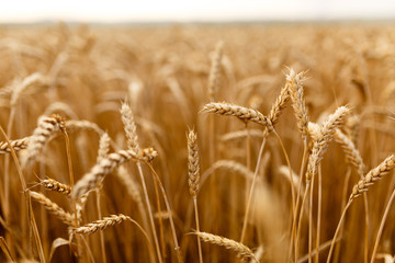 Wheat ears at the farm field, shallow depth of field.