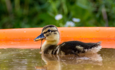 Süße kleine Babyente in einem Planschbecken