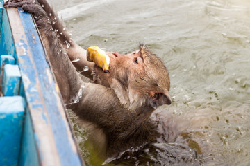 Monkey swimming to steal a banana and climb the boat.