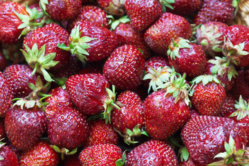Berry background of ripe strawberry. Healthy food. Harvested crop of strawberry
