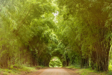 Tunnel bamboo trees and walkway.