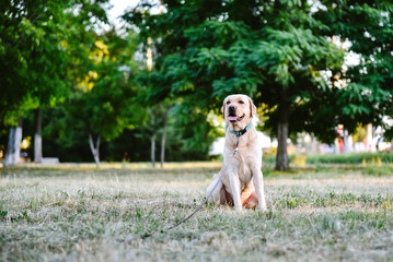 Dog Labrador sits on a glade for dogs
