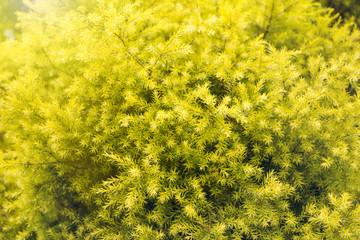 Forest, trees, nature parks outdoor backgrounds and textures in thailand.