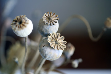 Close up of dried poppy plant; selective focus.