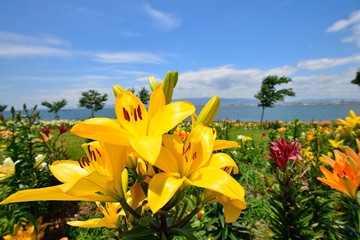 大阪舞洲ゆり園