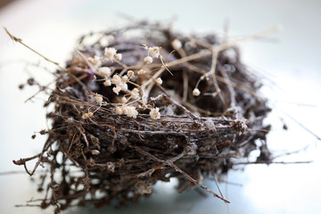 Isolated empthy nest - object and absence concept; close up, selective focus