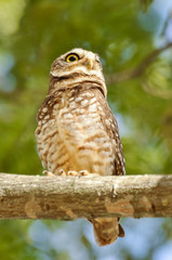 Owl on tree branch looking up