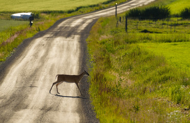 Deer crossing gravel road on summer evening in dazzling backlit conditions in Western Finland on 21 July 2017.