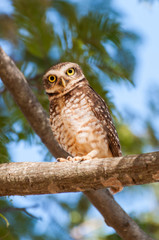 Owl on tree branch, looking
